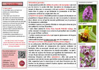 orchidées V@